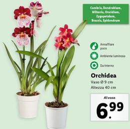 Offerta per Orchidea a 6,99€ in Lidl