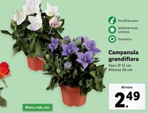 Offerta per Campanula Grandiflora a 2,49€ in Lidl
