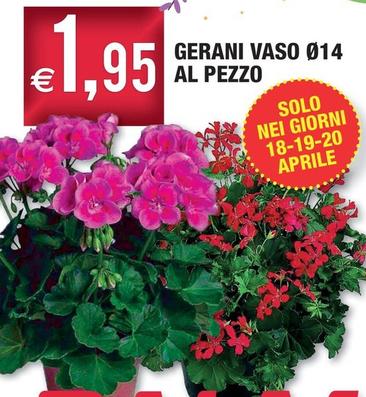 Offerta per Gerani Vaso a 1,95€ in Palmarket