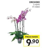 Offerta per Orchidee a 9,9€ in Pam