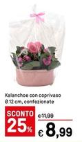 Offerta per Kalanchoe Con Coprivaso a 8,99€ in Iper La grande i