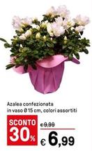 Offerta per Azalea Confezionata a 6,99€ in Iper La grande i