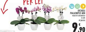 Offerta per Orchidea Phalaenopsis Mini a 9,9€ in Conad Superstore
