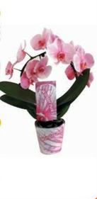 Offerta per Orchidea Arco Rosa a 19,9€ in Conad Superstore