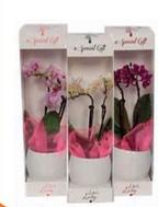 Offerta per Orchidea Phalaenopsis Mini Ceramica a 13,9€ in Conad Superstore