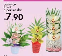 Offerta per Cymbidium a 7,9€ in Bennet