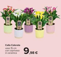 Offerta per Calla Colorata a 9,98€ in Carrefour Ipermercati