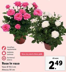 Offerta per Rose In Vaso a 2,49€ in Lidl