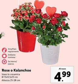 Offerta per Rose O Kalanchoe a 4,99€ in Lidl