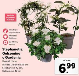 Offerta per Stephanotis, Gelsomino O Gardenia a 6,99€ in Lidl
