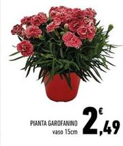 Offerta per Pianta Garofanino a 2,49€ in Margherita Conad