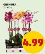 Offerta per Orchidea a 4,99€ in PENNY