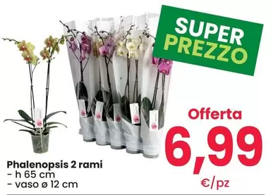 Offerta per Phalenopsis 2 Rami a 6,99€ in Eurospar